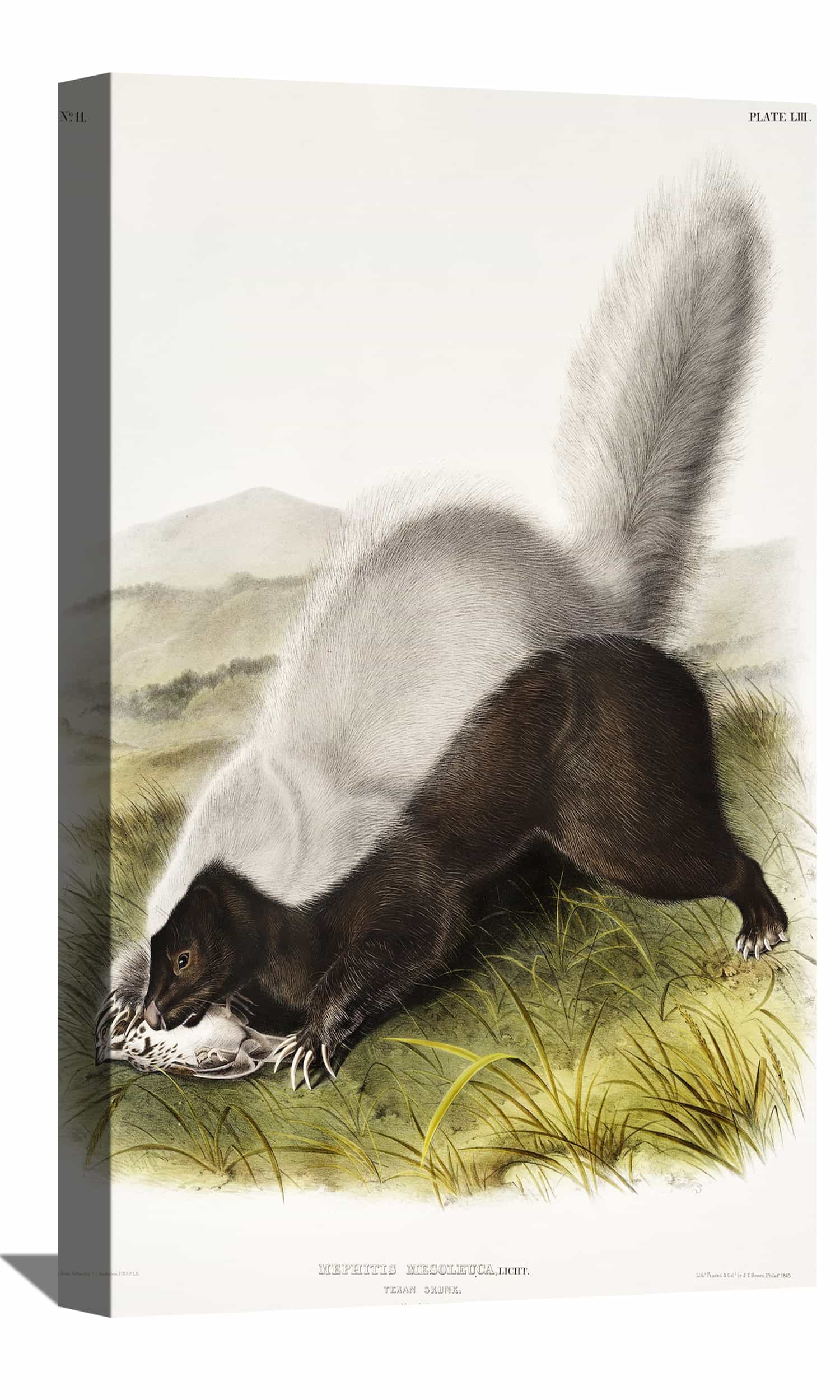 Mephitis Mesoleuca Canvas Art