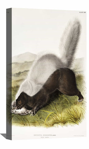 Mephitis Mesoleuca Canvas Art
