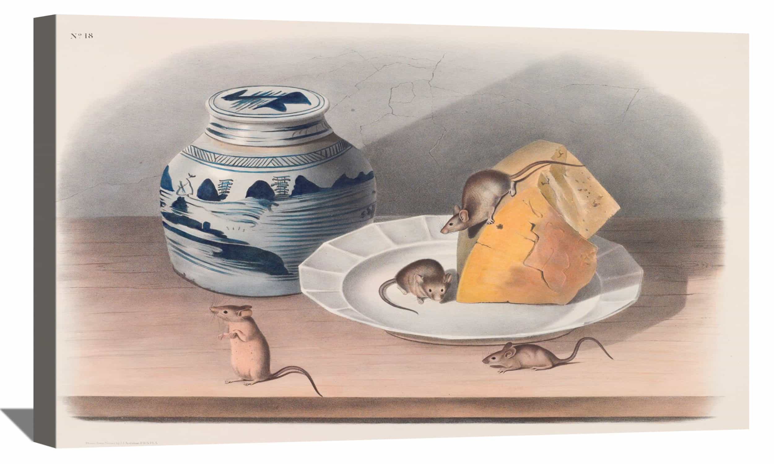 Mus Musculus Canvas Wall Art Mus Musculus Painting Jonh James Audubon Art