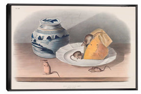 Mus Musculus Canvas Art