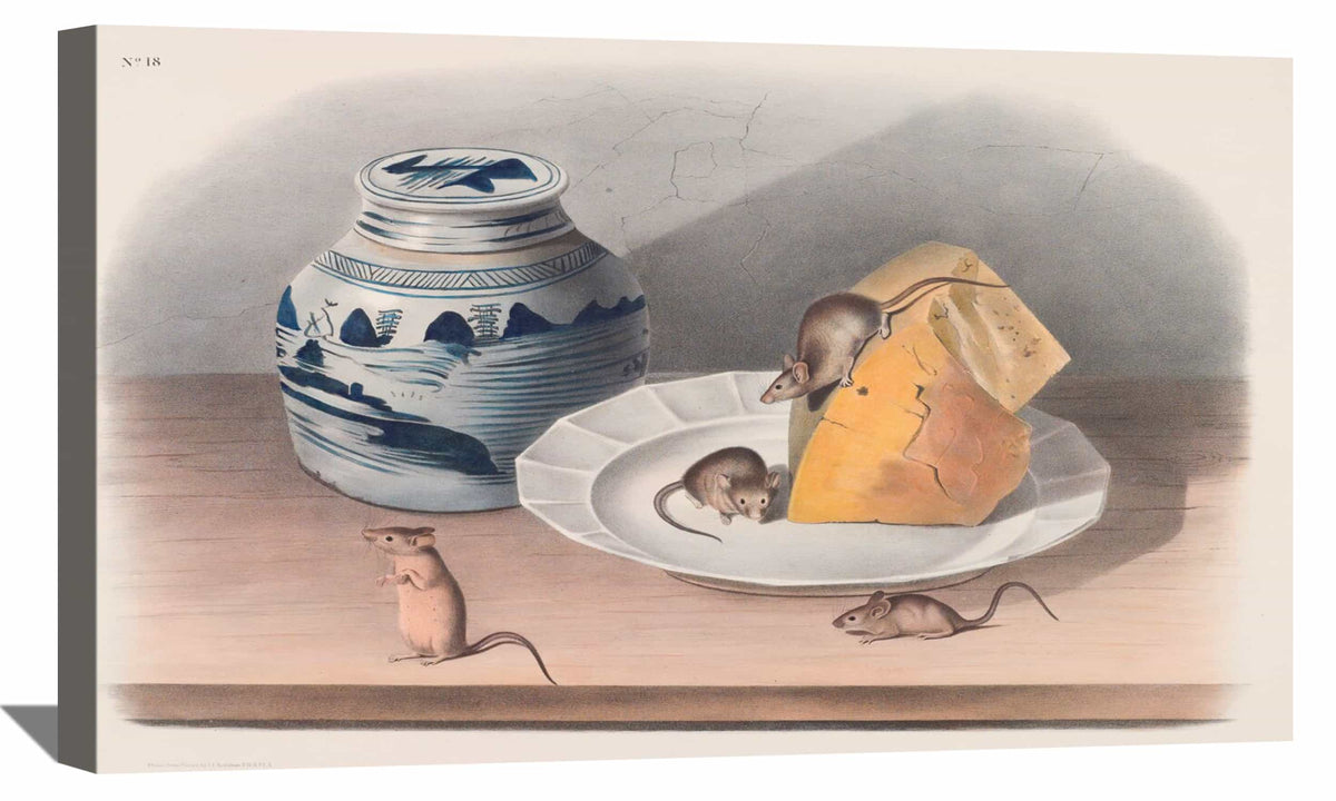 Mus Musculus Canvas Art