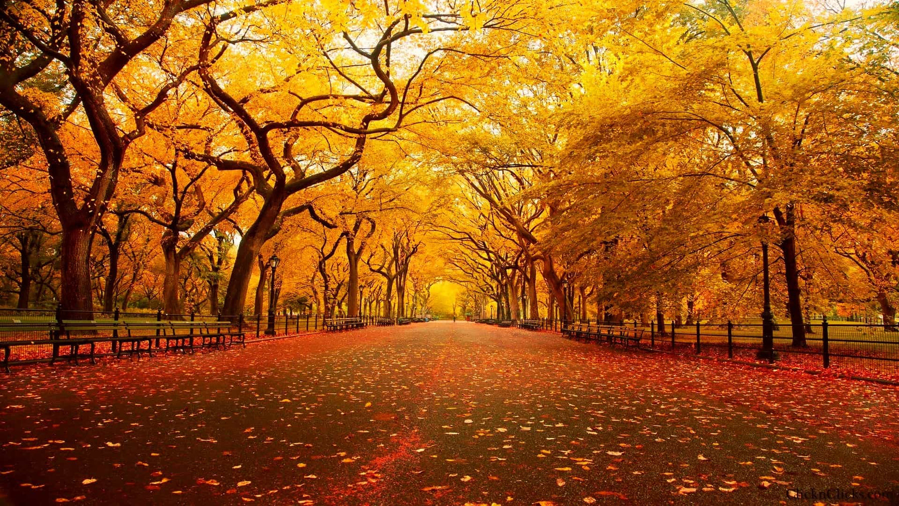 Central Park Maple Canvas Art