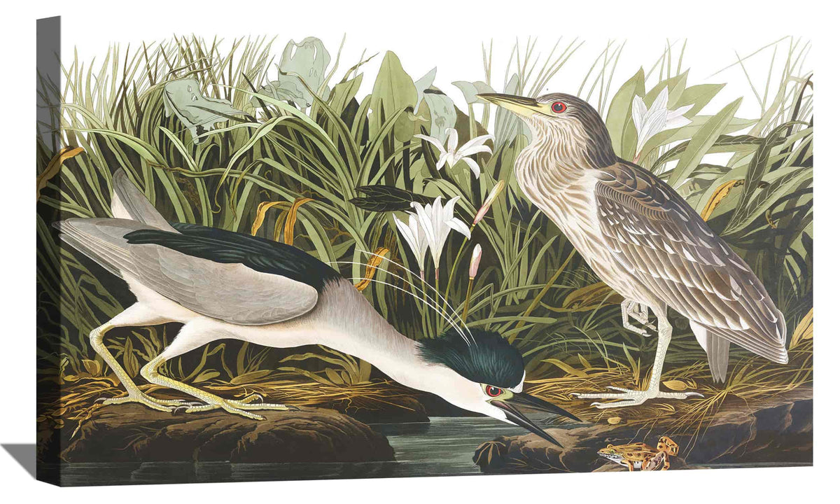 Night Heron Canvas Art