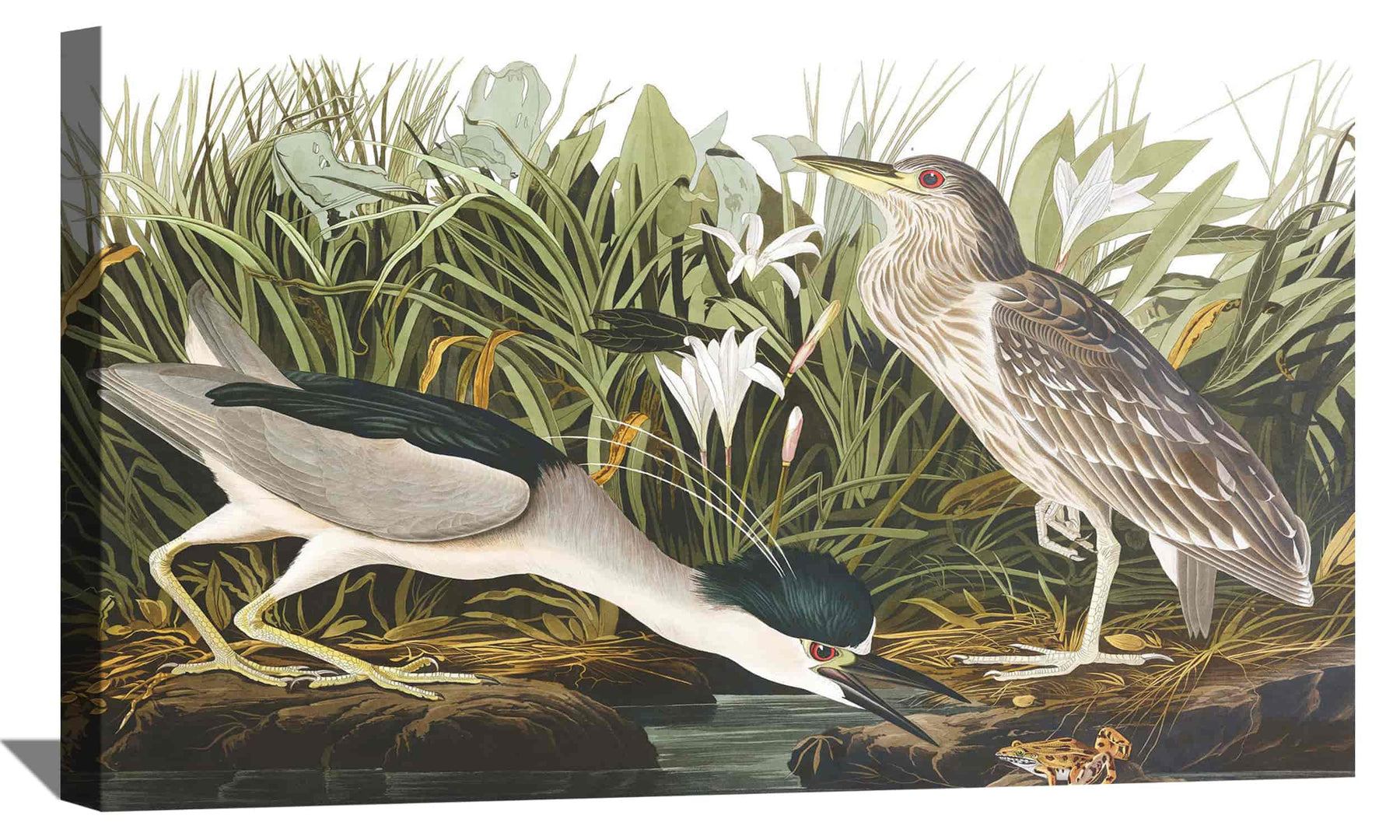 Night Heron Canvas Art