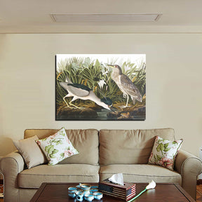 Night Heron Canvas Art