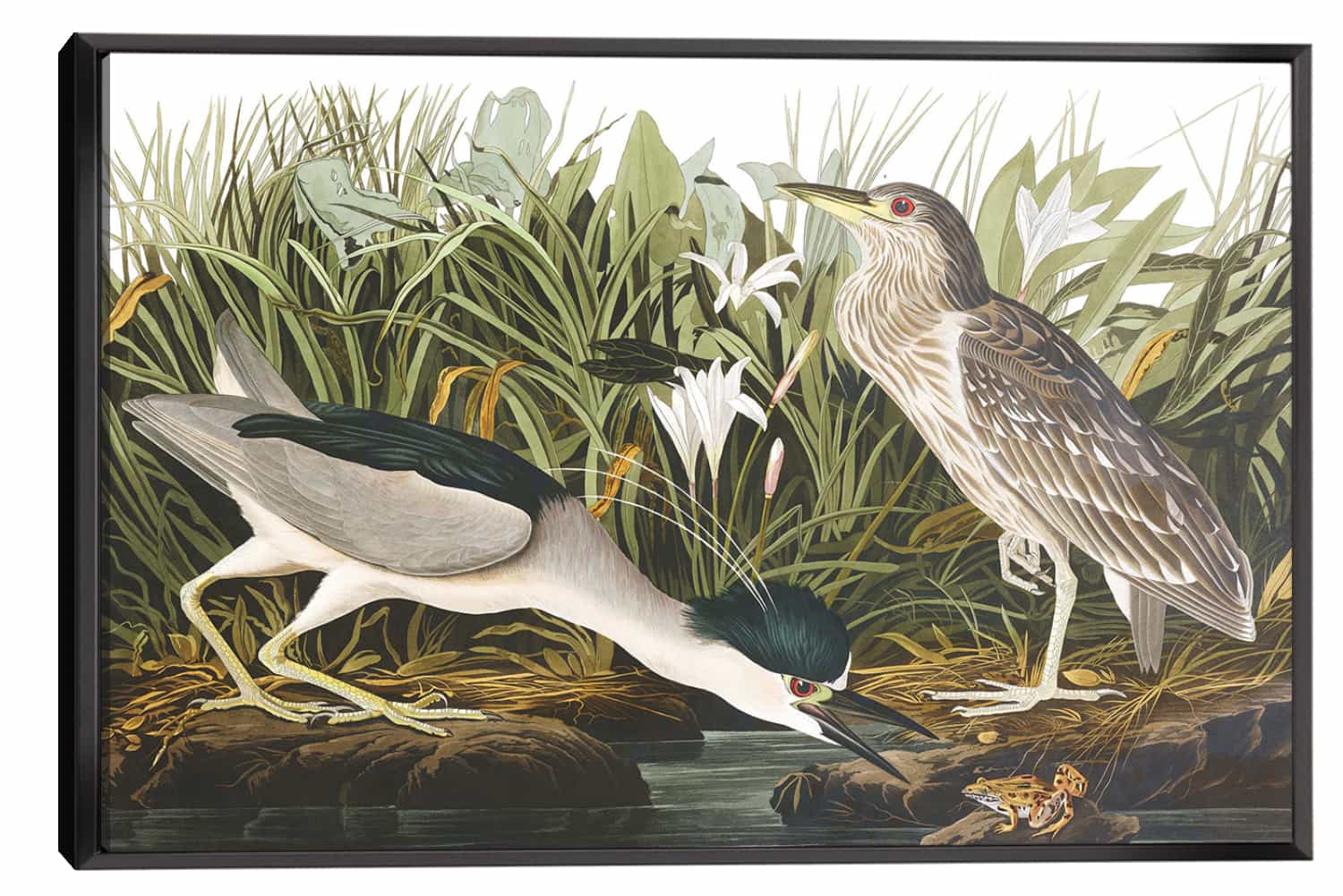 Night Heron Canvas Art