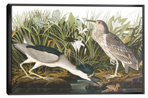 Night Heron Canvas Art