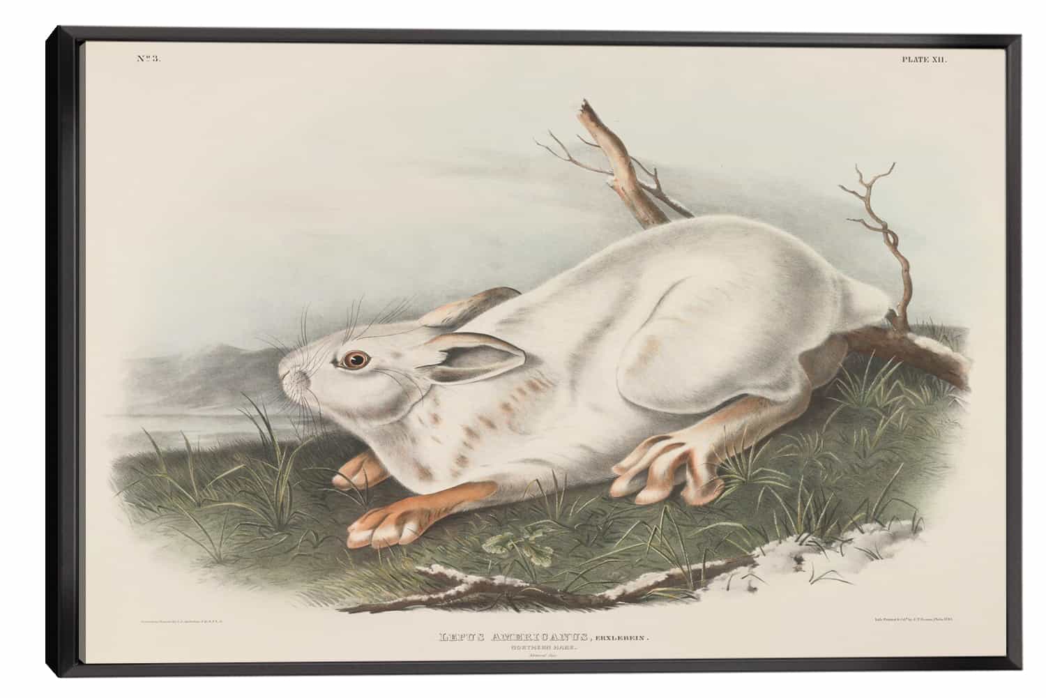 Northern Hare Canvas Art