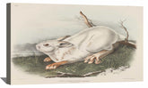 Northern Hare Canvas Art