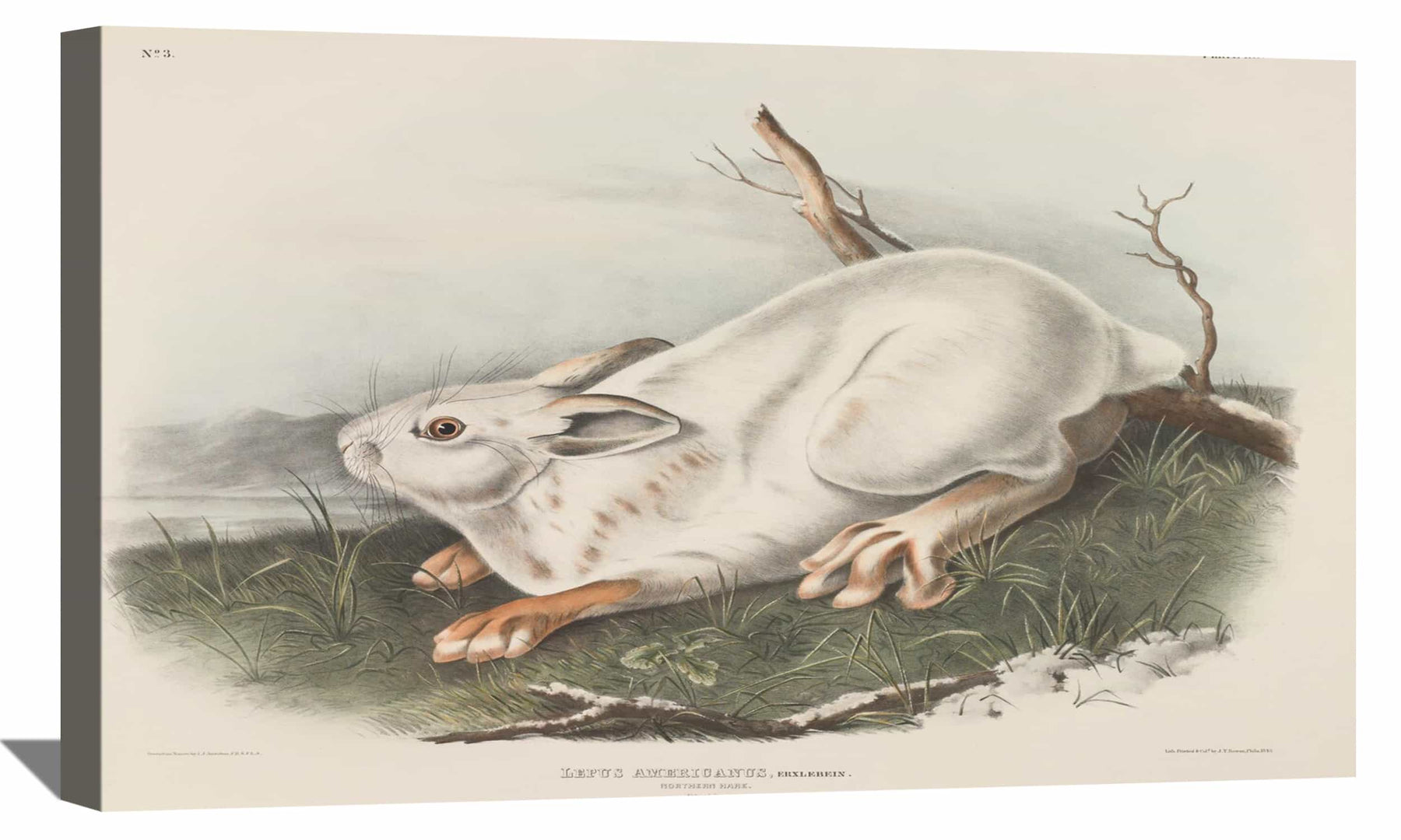 Northern Hare Canvas Art