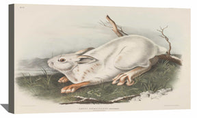 Northern Hare Canvas Art