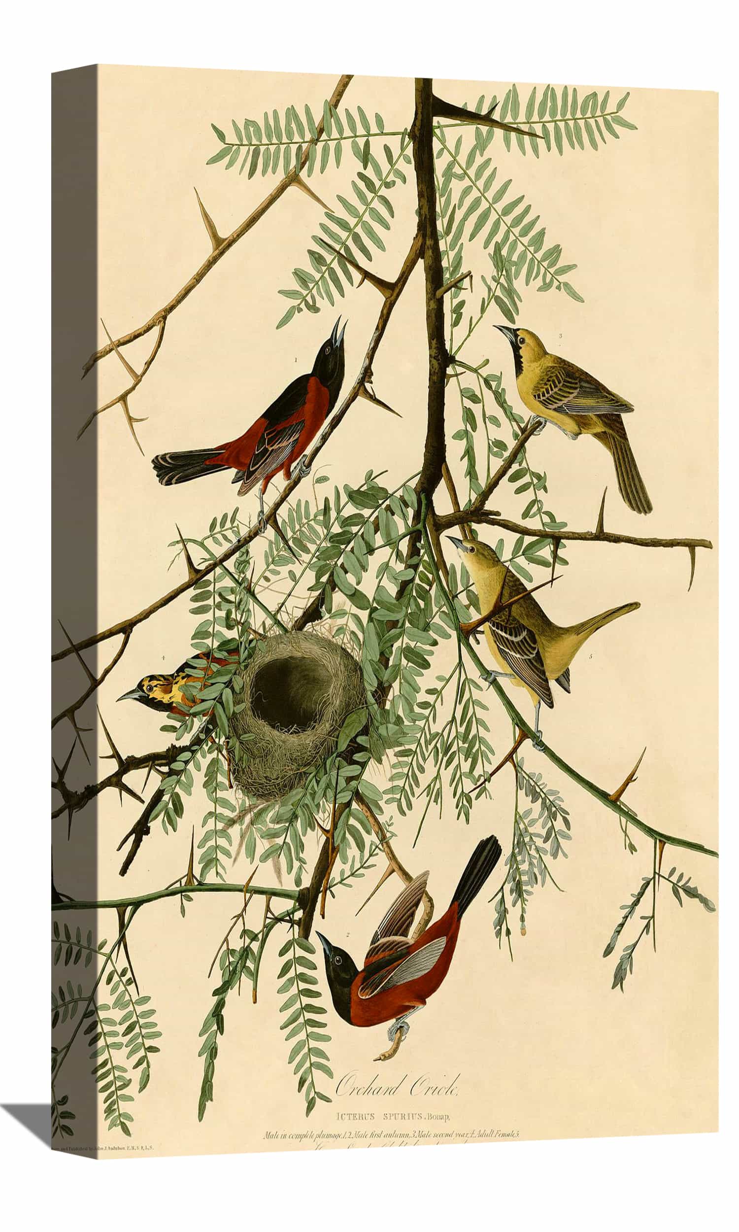 Orchard Oriole Canvas Art