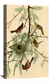 Orchard Oriole Canvas Art