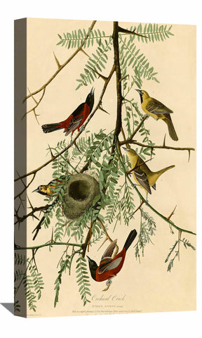 Orchard Oriole Canvas Art