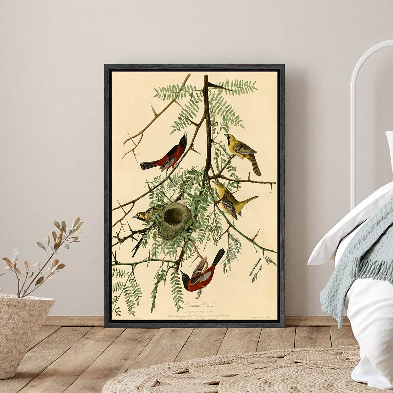 Orchard Oriole Canvas Art