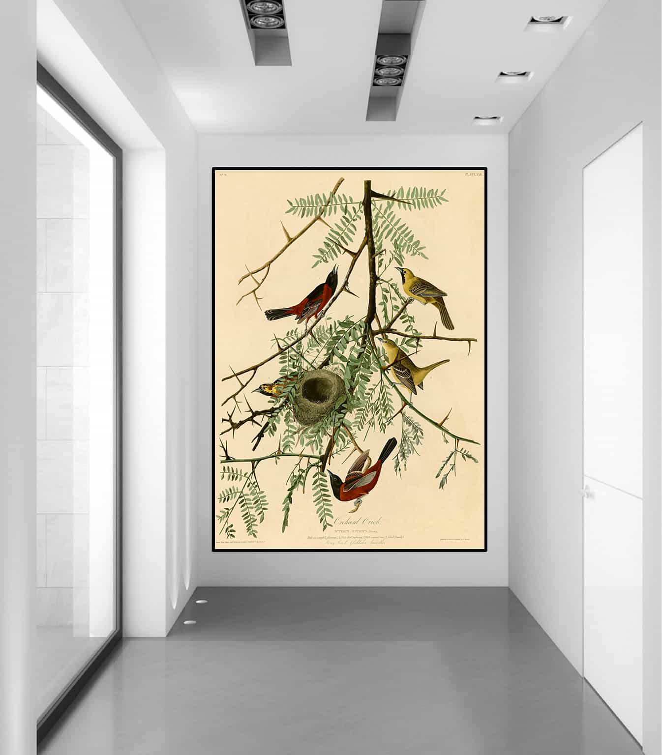 Orchard Oriole Canvas Art
