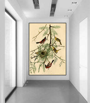 Orchard Oriole Canvas Art