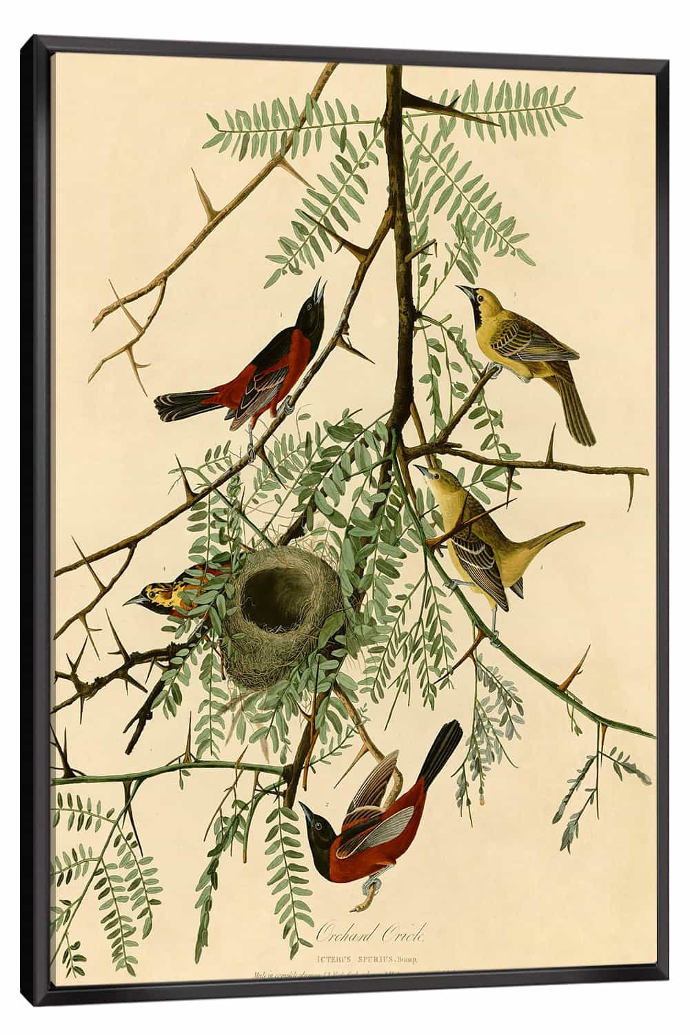 Orchard Oriole Canvas Art