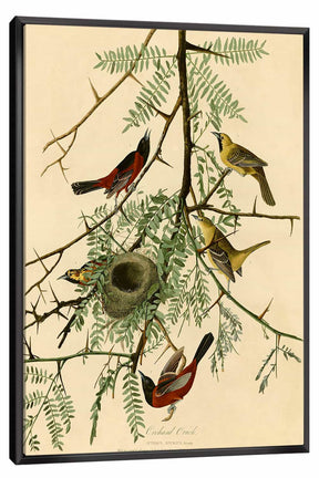 Orchard Oriole Canvas Art