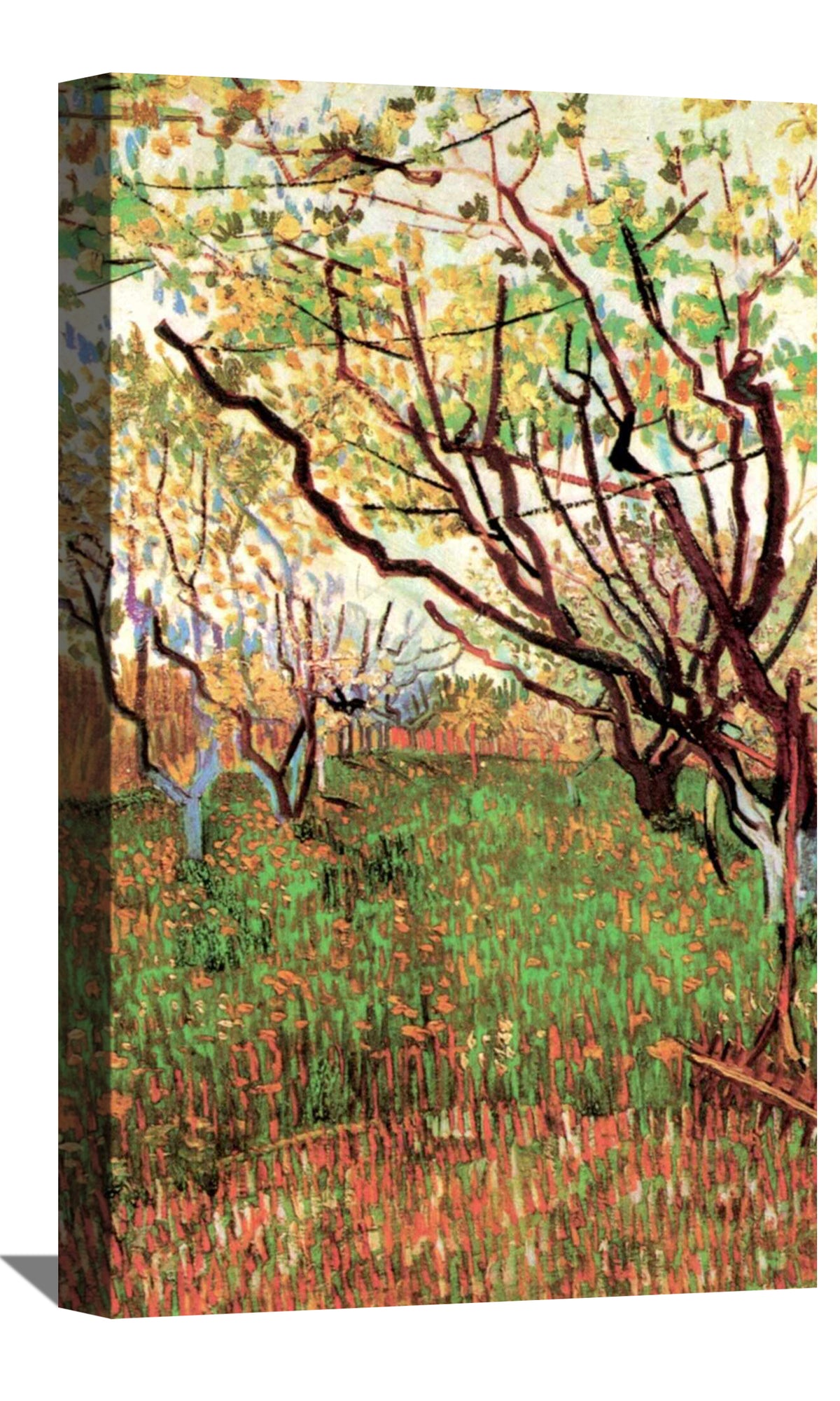 Orchard in Blossom Canvas Art