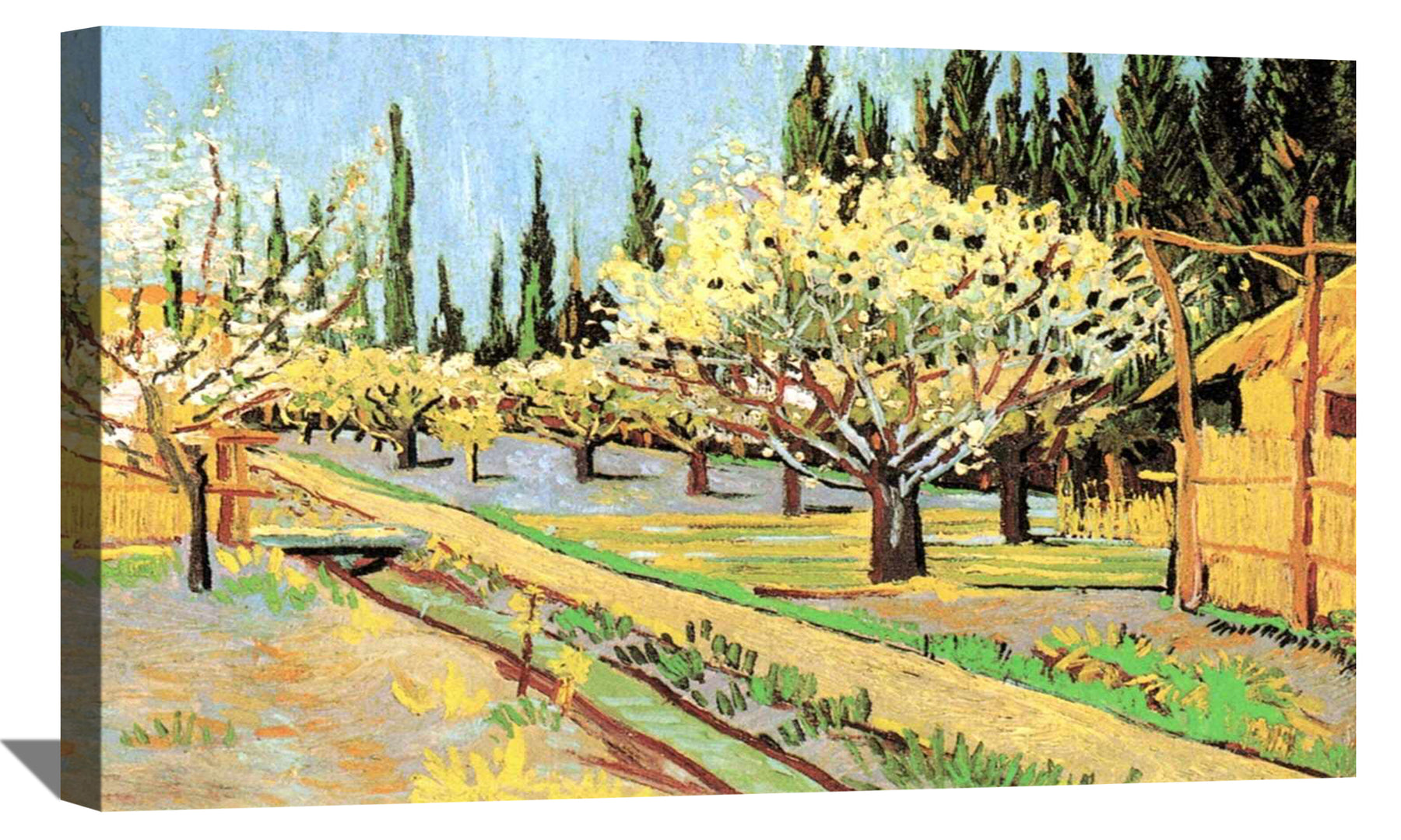 Orchard in Blossom Bordered by Cypresses Canvas Art