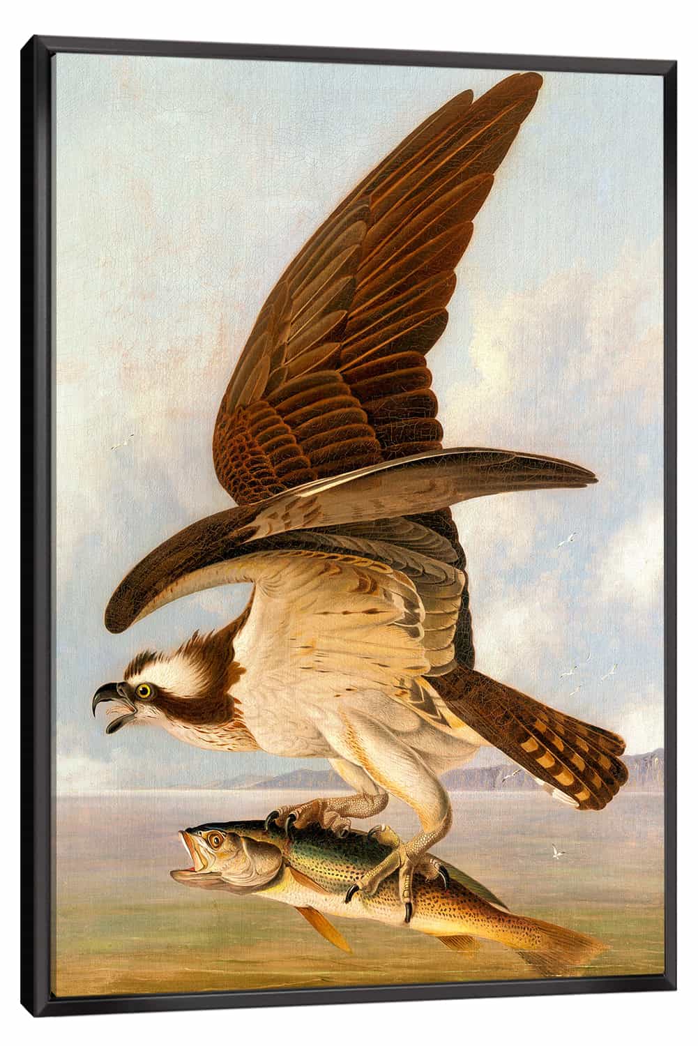 Osprey and Weakfish Canvas Art