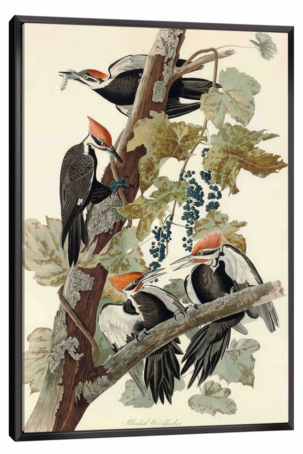 Pileated Woodpecker Canvas Art