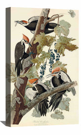 Pileated Woodpecker Canvas Art
