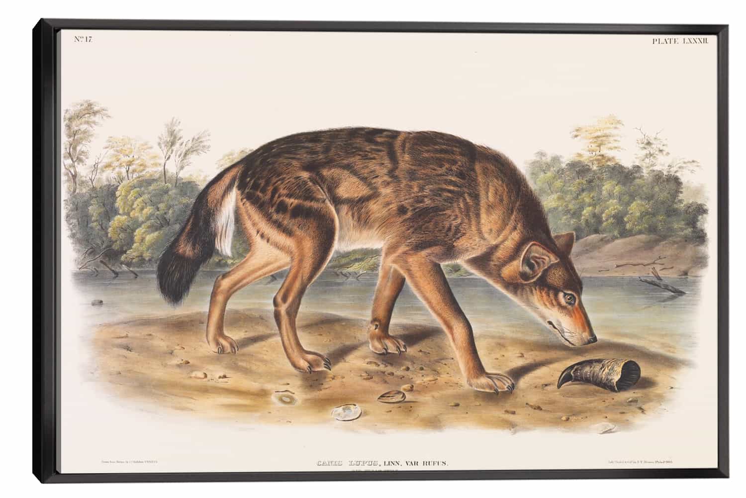 Polar Hare Canvas Art