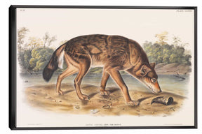 Polar Hare Canvas Art