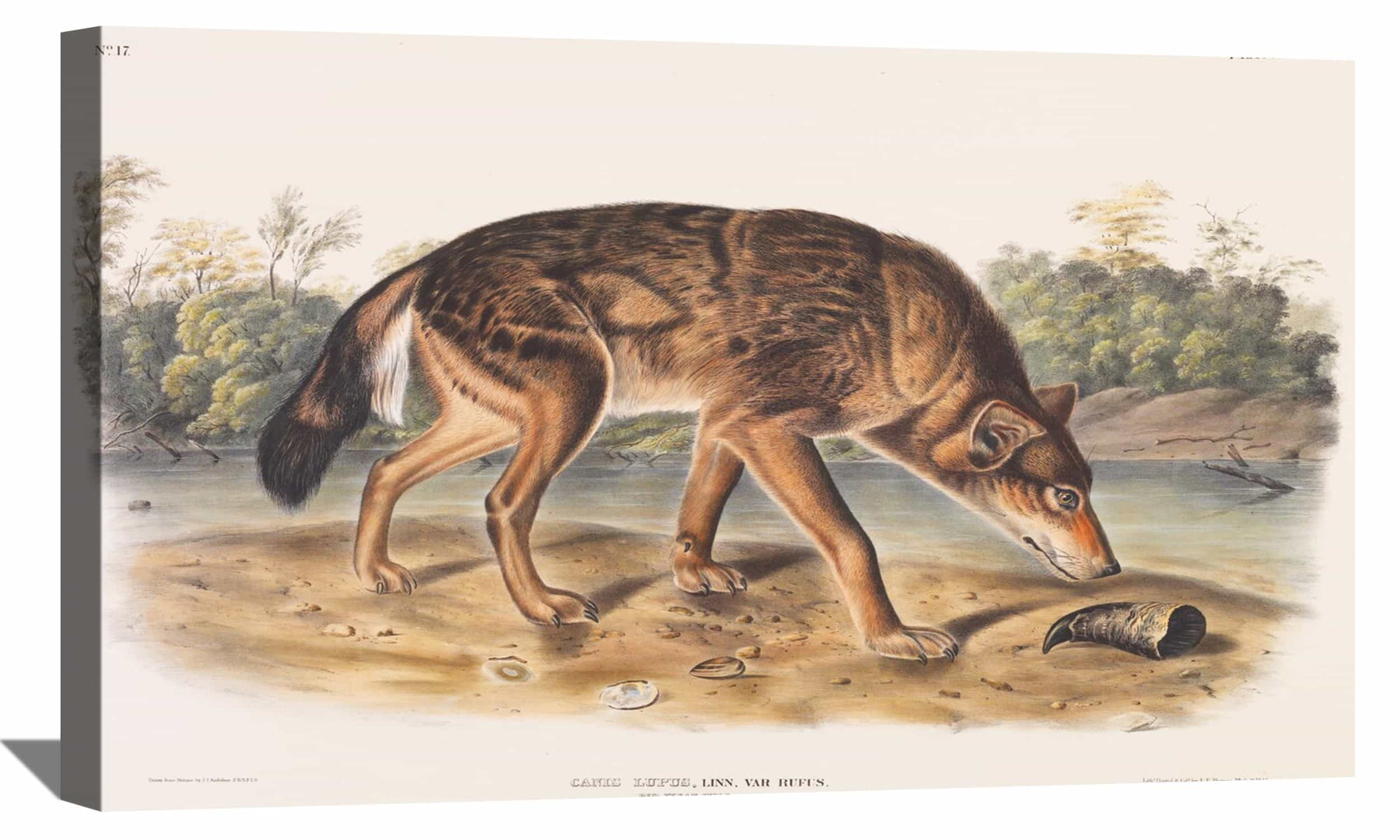 Polar Hare Canvas Art