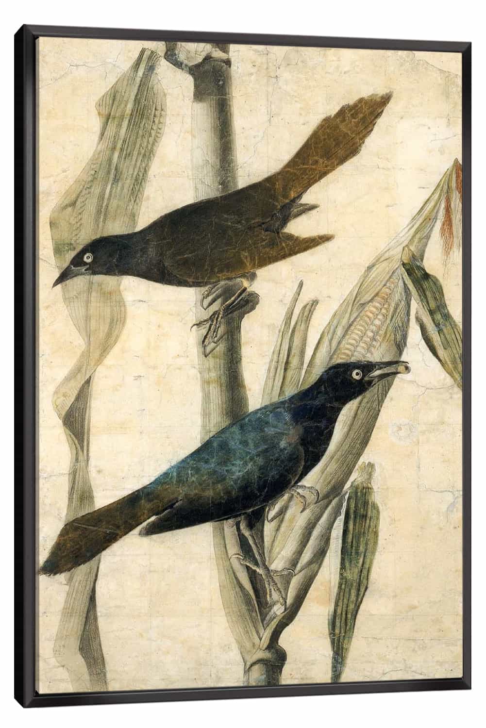 Purple Grackle2 Canvas Art