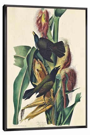 Purple Grackle Canvas Art