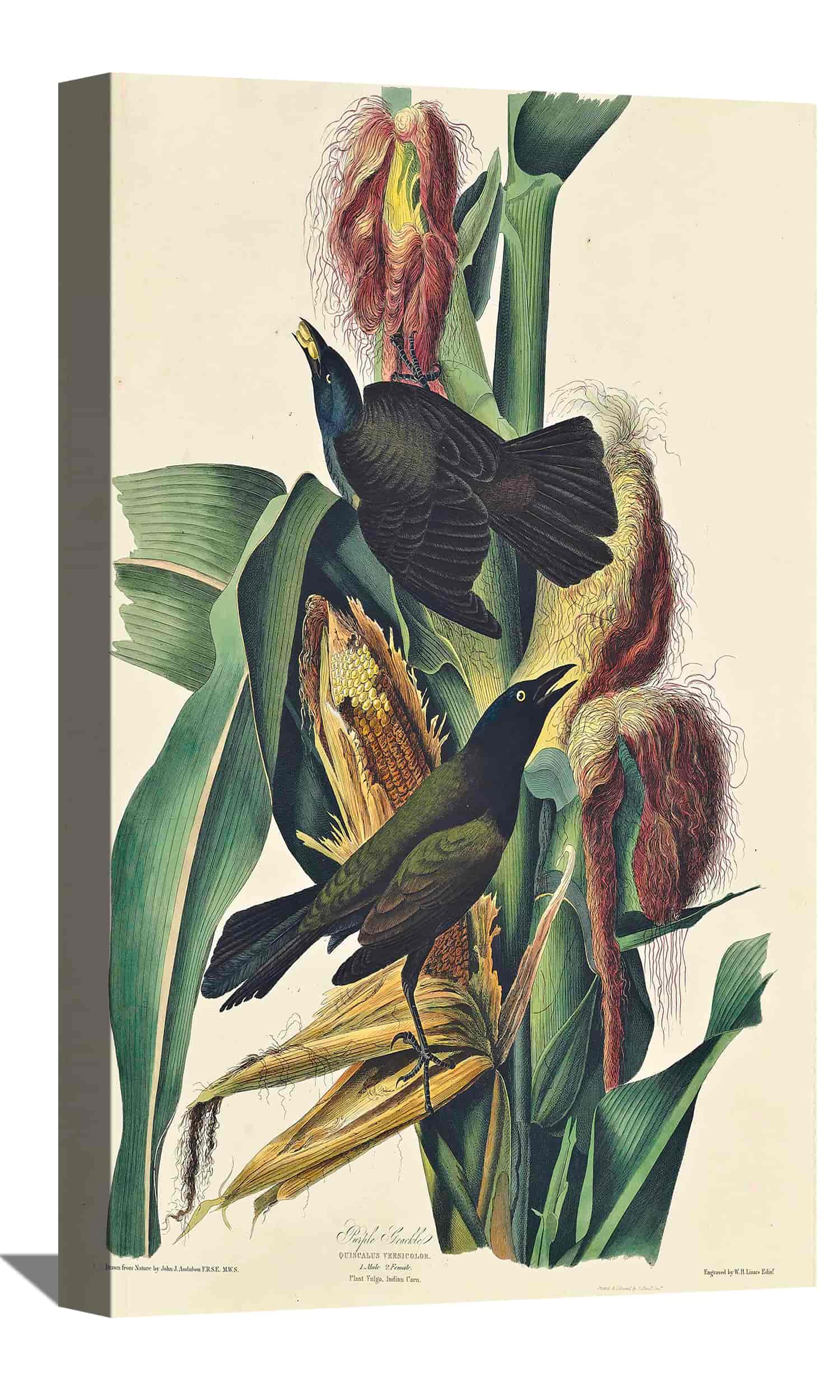 Purple Grackle Canvas Art