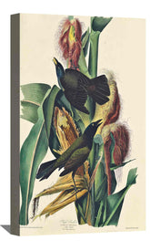 Purple Grackle Canvas Art