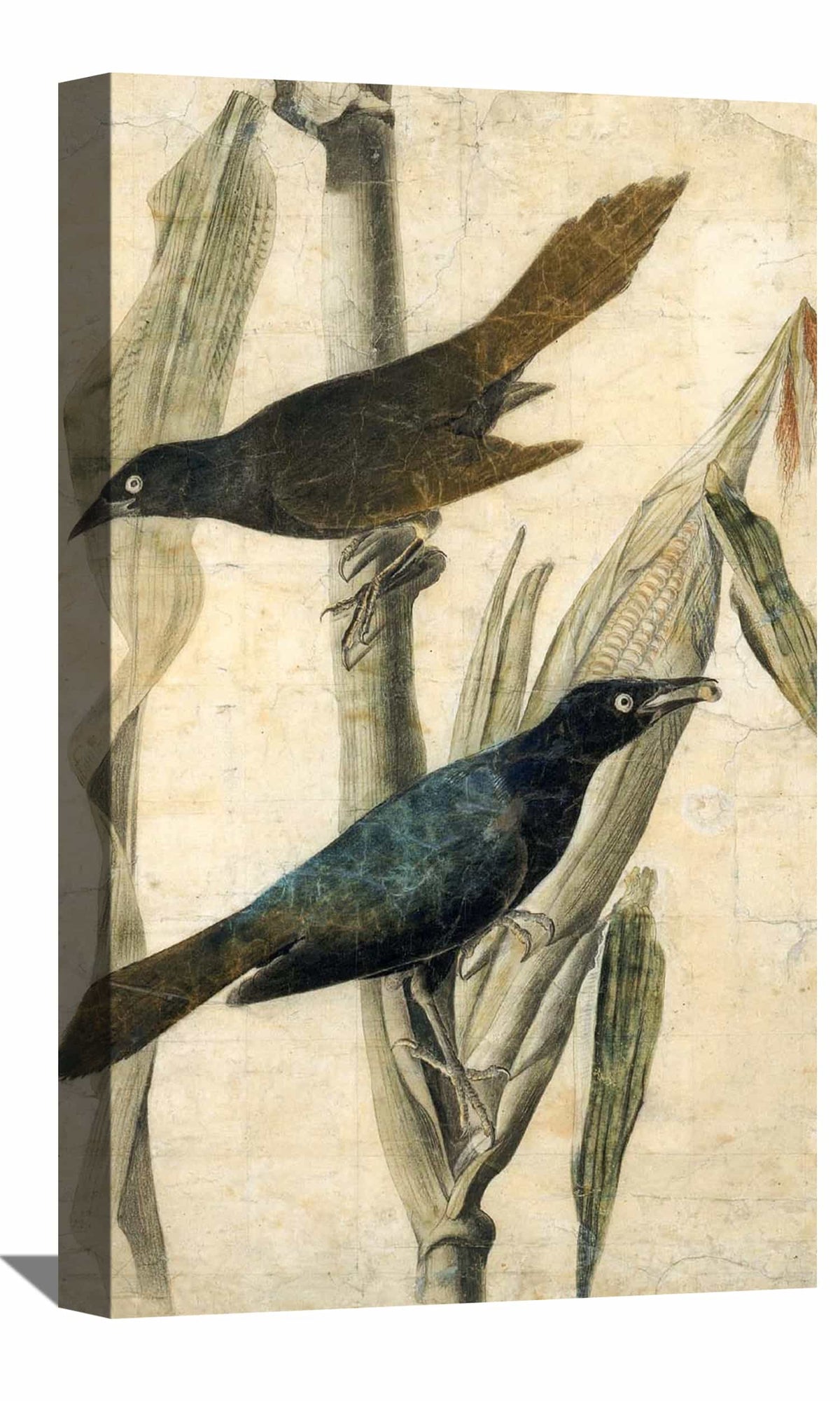 Purple Grackle2 Canvas Art