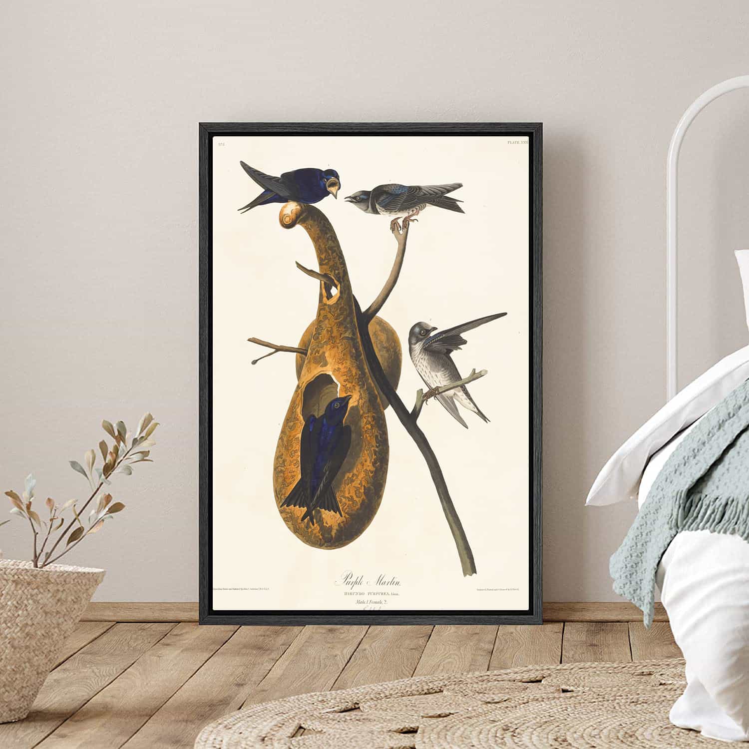 Purple Martin Canvas Art