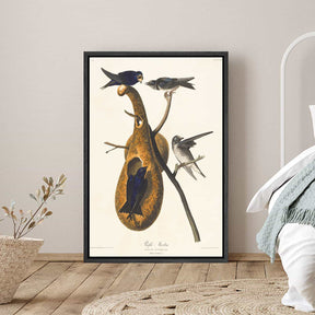 Purple Martin Canvas Art