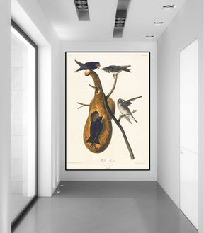 Purple Martin Canvas Art