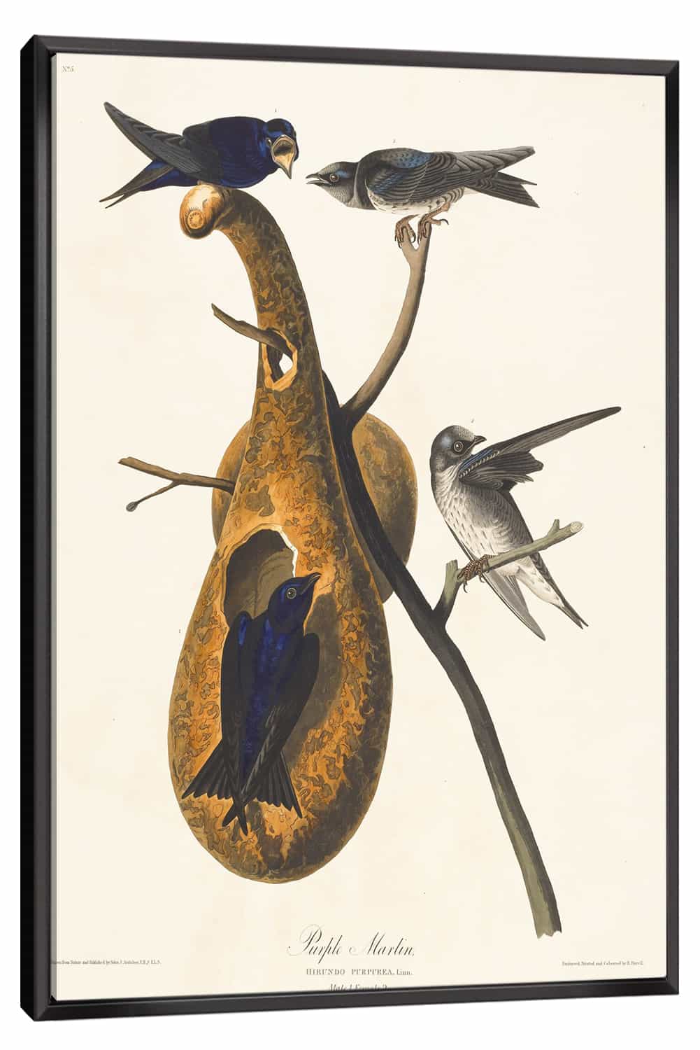 Purple Martin Canvas Art