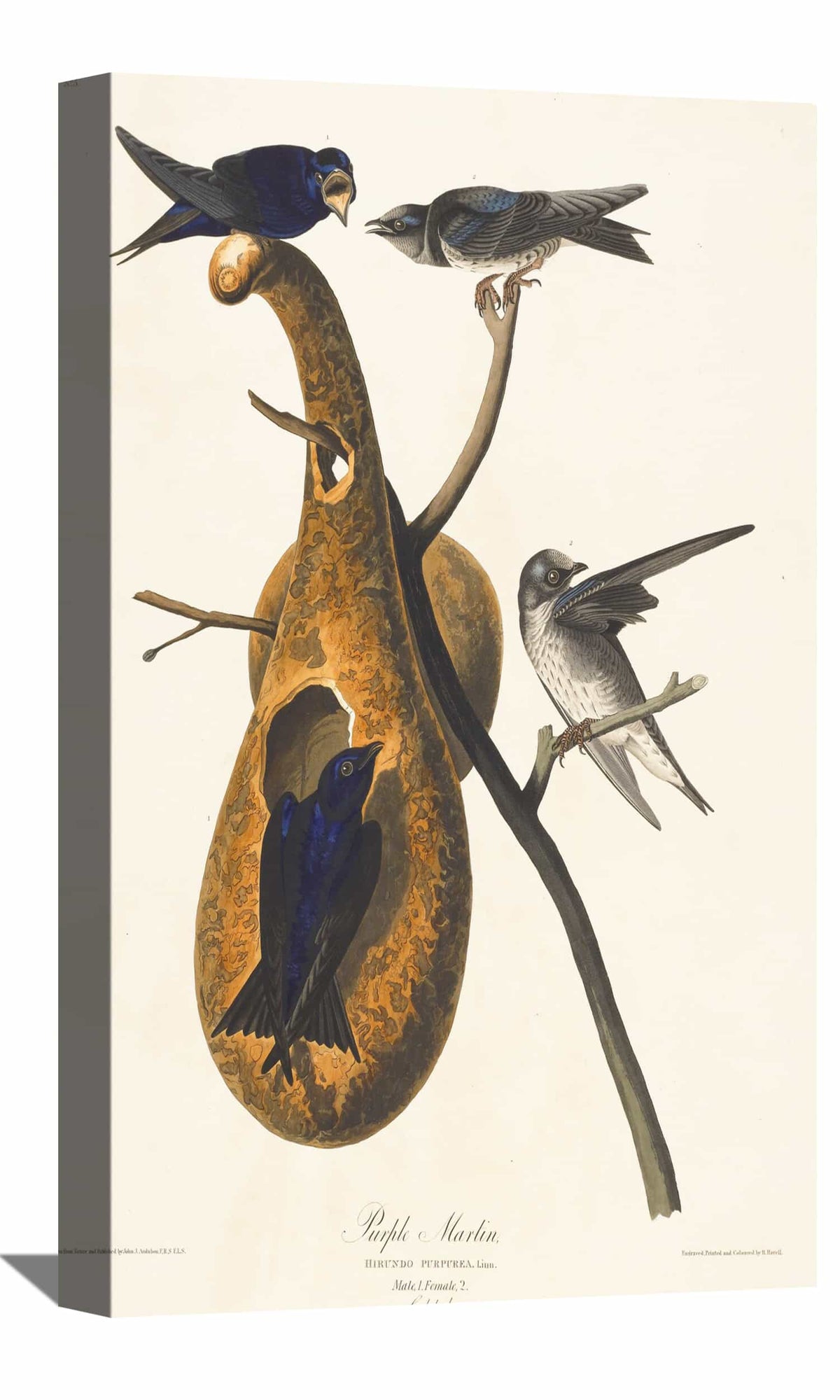 Purple Martin Canvas Art