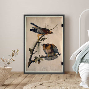 Red Shouldered Hawk Canvas Art