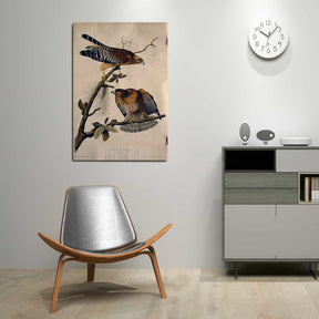 Red Shouldered Hawk Canvas Art