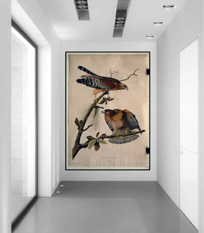 Red Shouldered Hawk Canvas Art