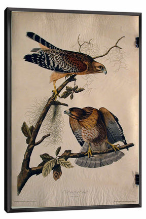Red Shouldered Hawk Canvas Art