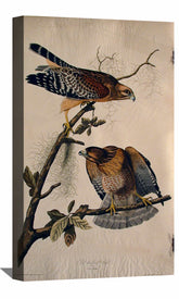 Red Shouldered Hawk Canvas Art