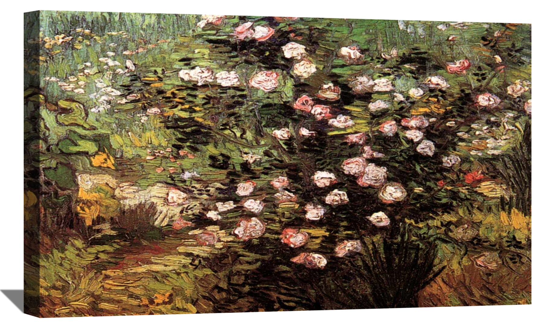 Rosebush in Blossom Canvas Art