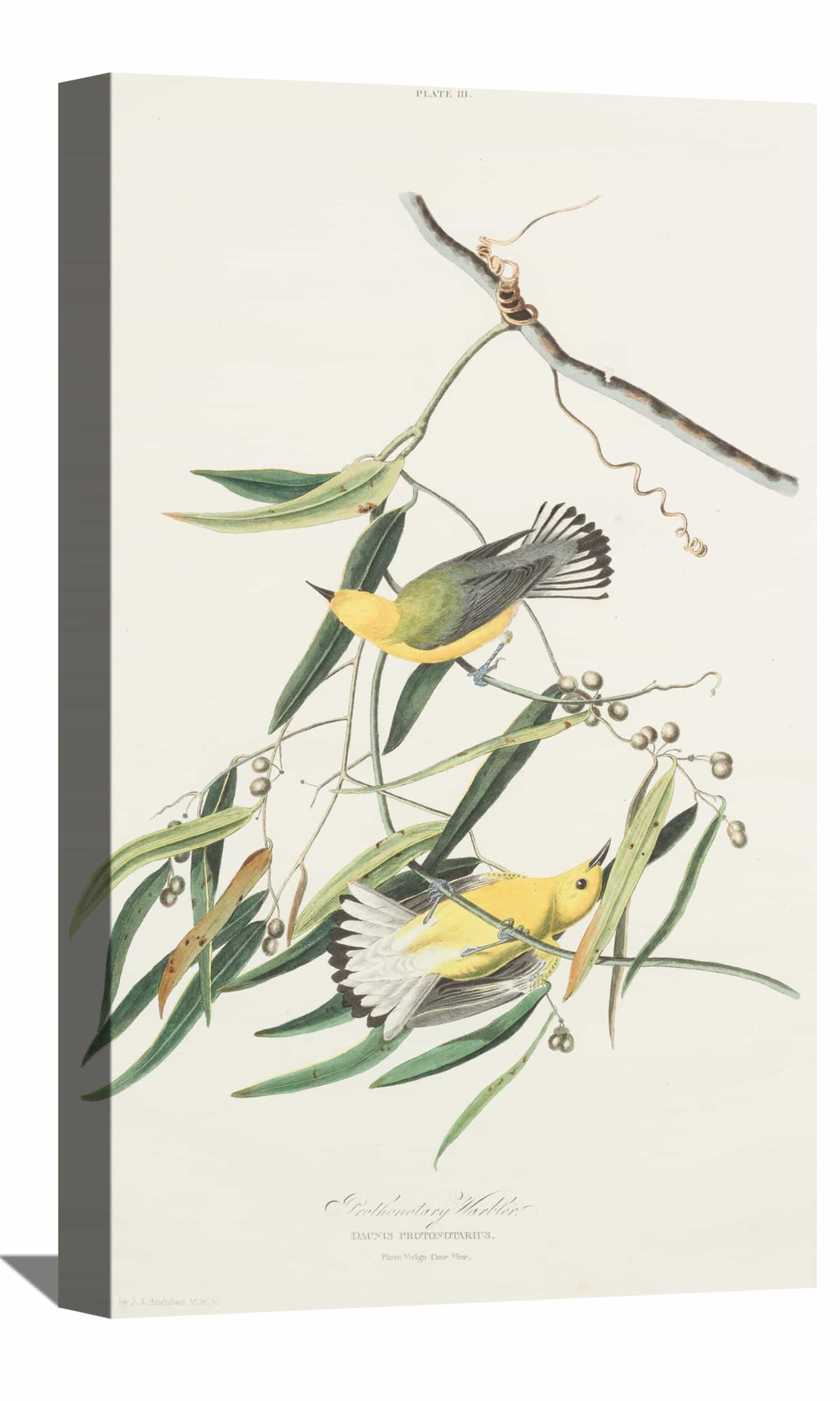 Snow Bird Canvas Art