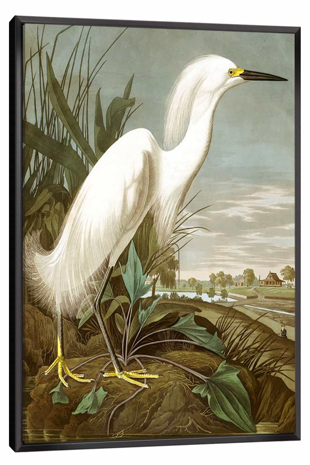Snowy Heron Canvas Art