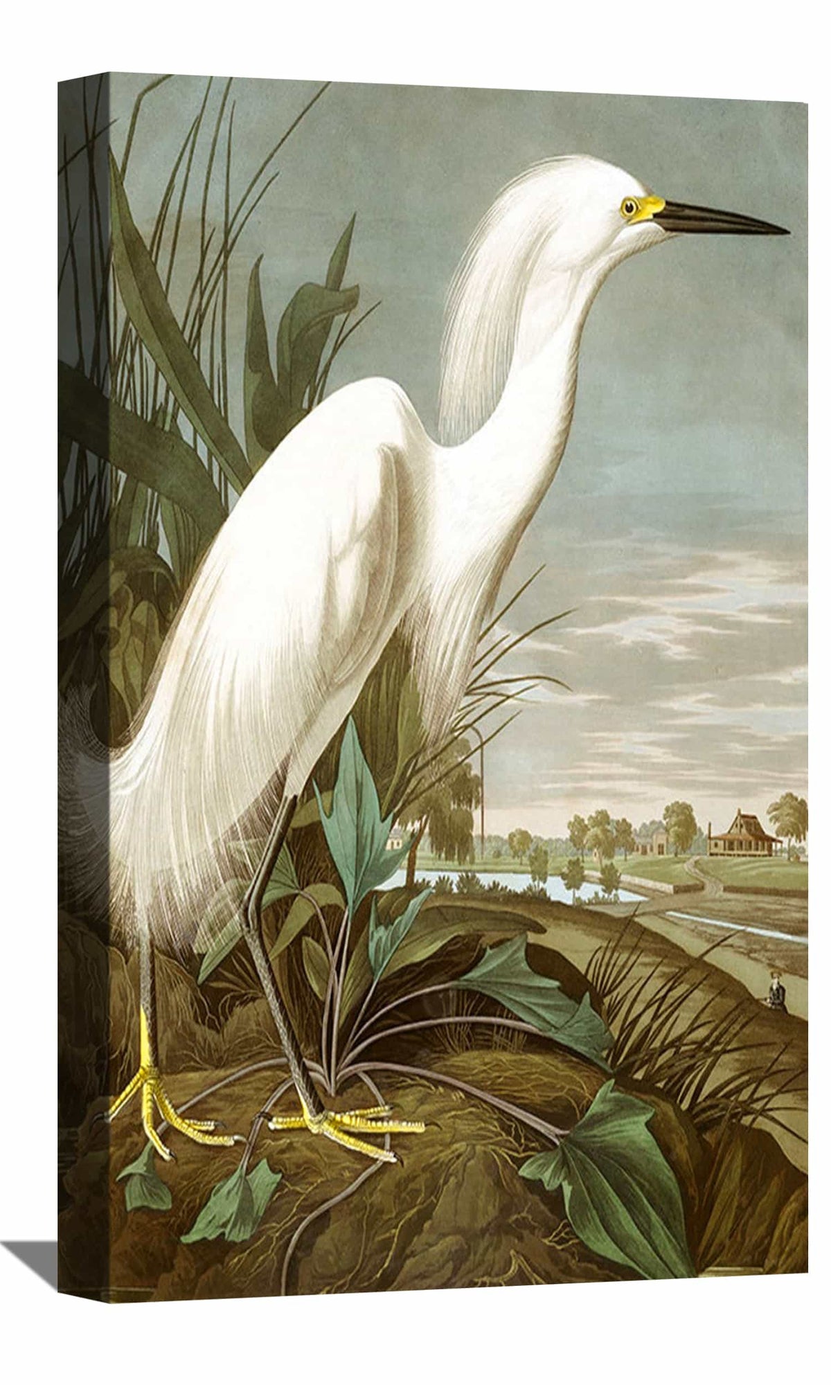 Snowy Heron Canvas Art